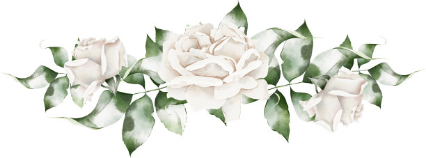 边框白玫瑰，绿叶婚礼水彩插画图片下载