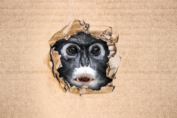可爱的暗色叶猴(Trachypithecus obscurus)从纸板的洞里偷看。对灵长类动物进行医学实验的概念，猴痘病毒感染。图片下载