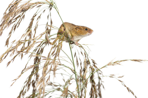 收获鼠，Micromys分钟，攀爬，保持和平衡在高高的草地上，孤立在白色图片下载