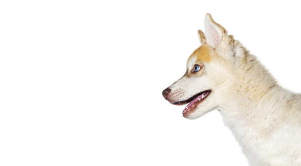 三个月大的哈士奇头张着嘴望向别处，孤立在白色上图片下载
