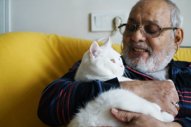 一位老人喜欢他的白色英国猫图片下载