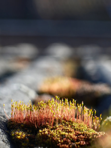 屋顶苔藓孢子囊在模糊背景上的特写图片下载