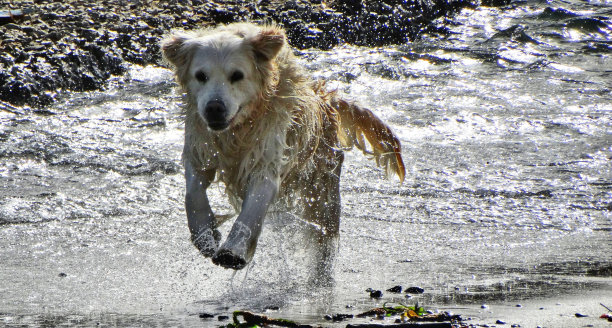 在沙滩上奔跑图片下载