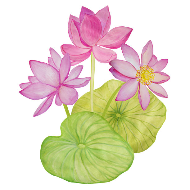 荷花丛与粉红色的花和芽和大绿色的叶子在水彩画和孤立的白色背景。图片下载