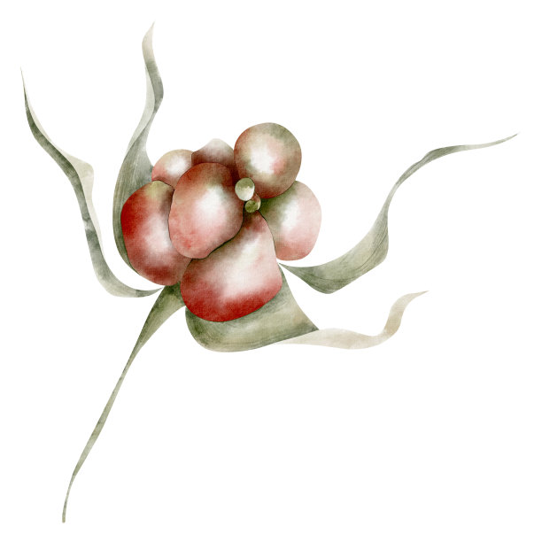 树莓红莓在小枝水彩画孤立元素图片下载