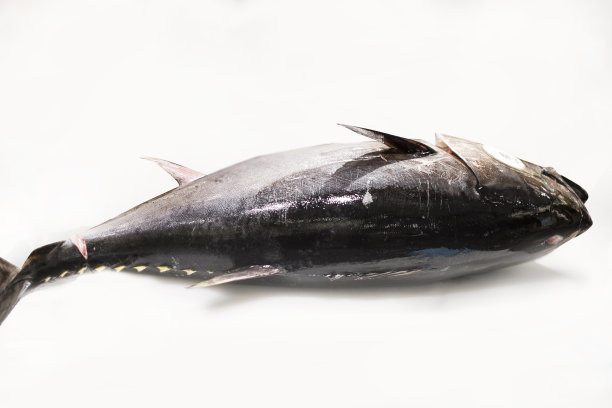 金枪鱼的拆解表演。图片下载