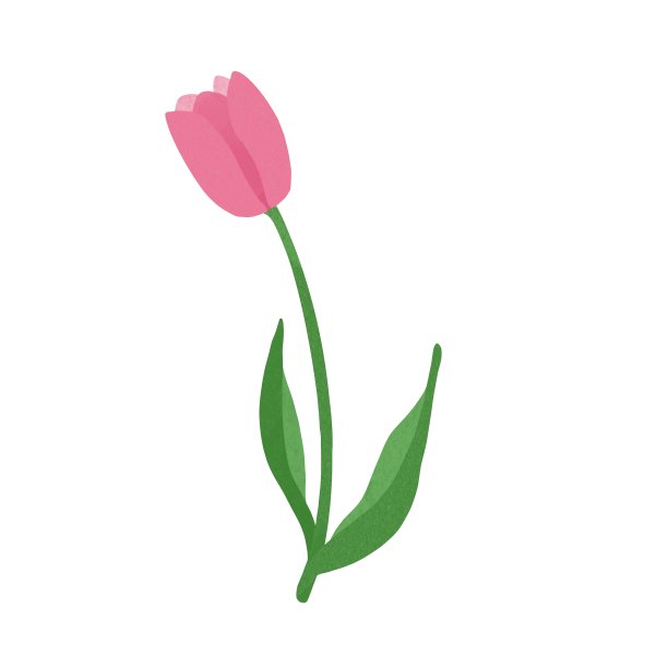 一个简单的单一粉红色郁金香插图材料。图片下载