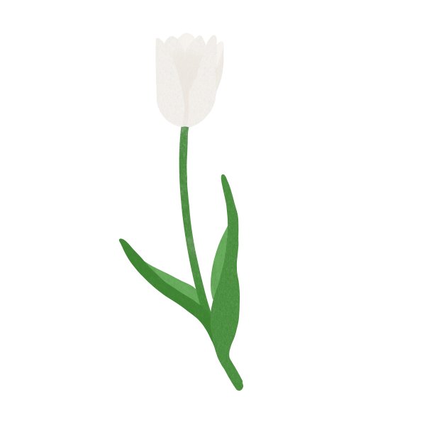 简单的插图材料的一个单一的白色郁金香。图片下载