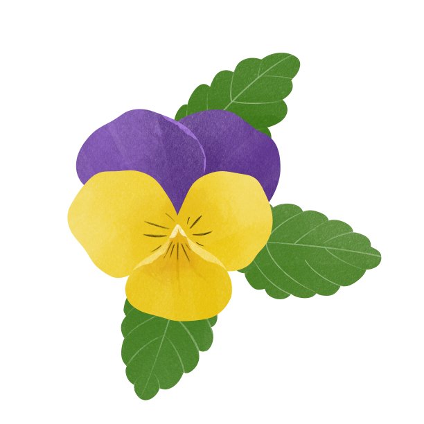 简单的黄色和紫色三色堇花插图材料。图片下载