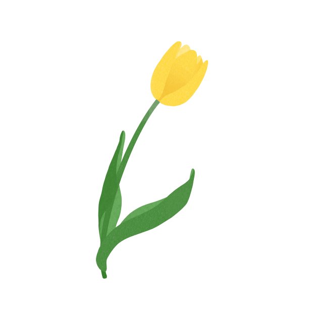 插图材料的一个简单的单一黄色郁金香。图片下载