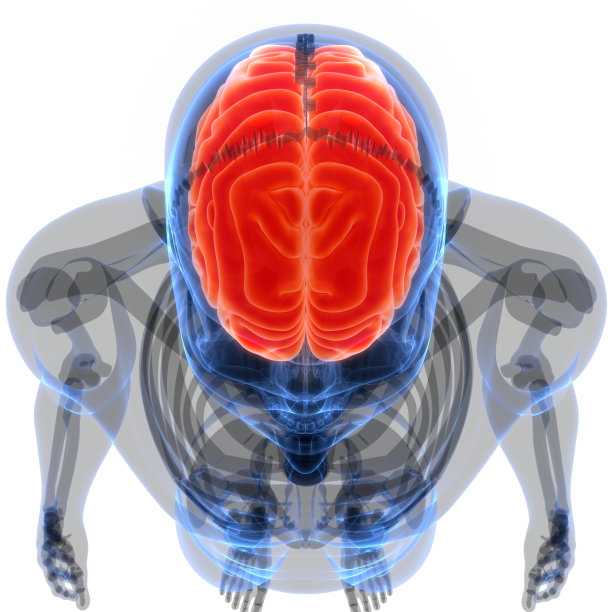 人类神经系统中枢器官脑解剖学图片下载
