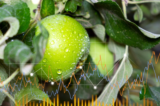 苹果带着水滴落在树上，果实不断生长。水果生长图，销售，采购图片下载