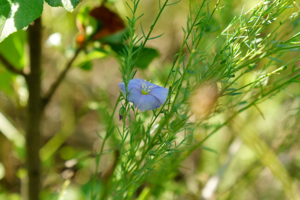 亚麻花。亚麻田，亚麻开花，亚麻农业栽培。乡村里开着蓝色的花图片下载