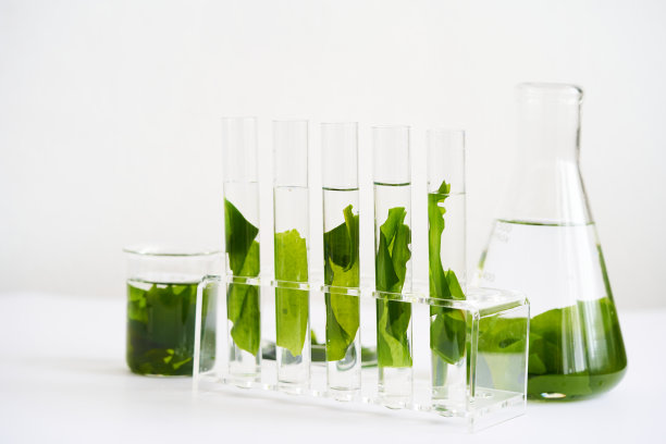 生物学的概念科学研究用海藻或海带在实验室的白色背景图片下载