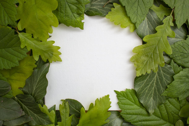 创意布局的树叶与纸卡笔记。平的。自然的概念。最小的夏季抽象丛林或森林图案。图片下载