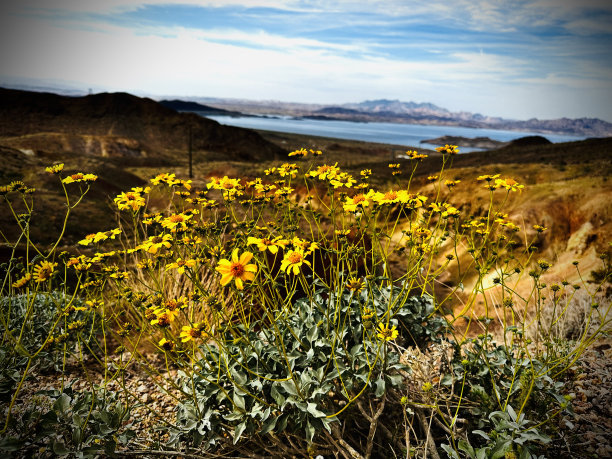 趁还来得及，停下来闻闻花香吧。图片下载
