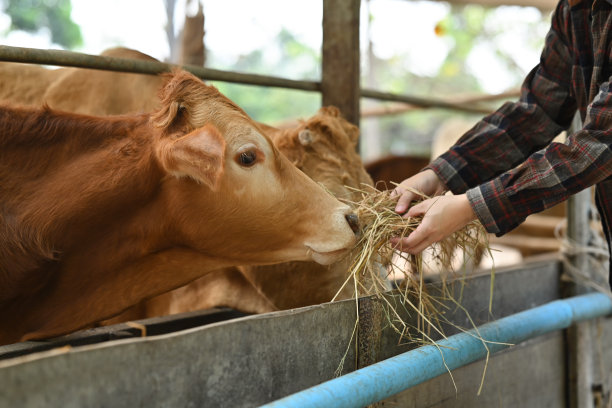 面目全非的农民在畜栏里喂干草或饲料牛。农业和农业产业化的概念。图片下载