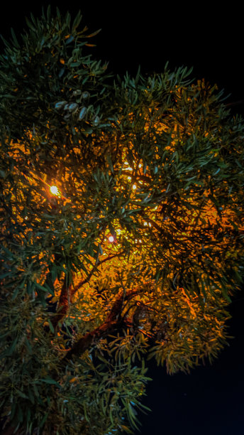 照亮花园里树木的灯光图片下载