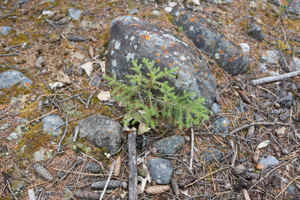 一棵生长在岩石中的小针叶树，从上面看。漂亮的照片壁纸。图片下载