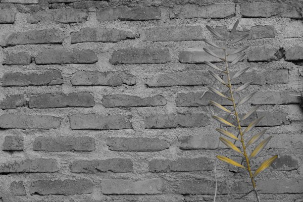 植物在墙上图片下载