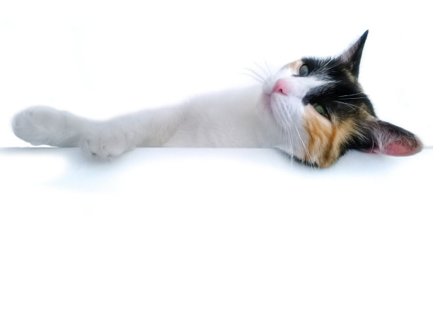 欧洲短毛猫躺在白色背景与复制空间图片下载