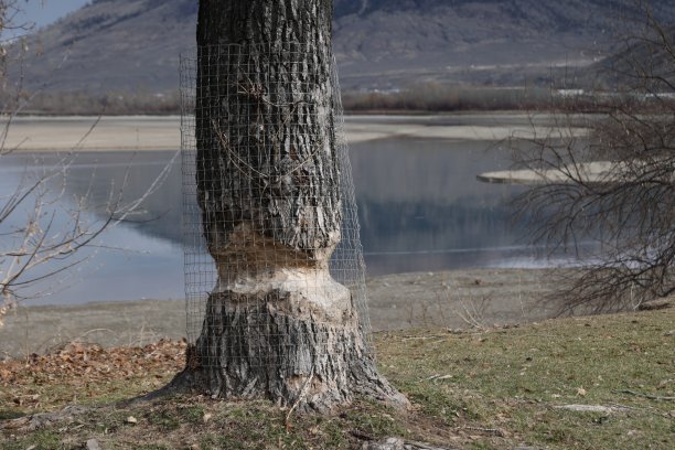 加拿大被海狸破坏的树干图片下载