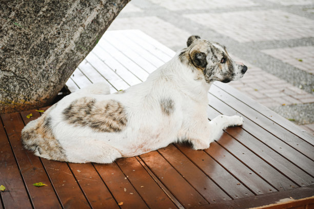 在公园里休息的流浪狗图片下载