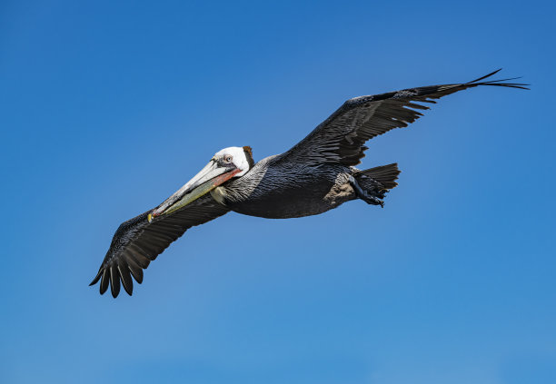 褐鹈鹕(Pelecanus occidentalis)是鹈鹕科的一种鸟，是美洲发现的三种鹈鹕之一，也是两种潜入水中觅食的鸟类之一。洛雷托湾国家海洋公园，墨西哥下加利福尼亚。飞行。图片下载