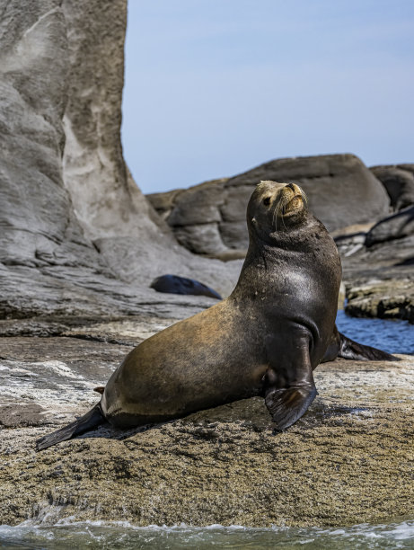 加利福尼亚海狮(Zalophus California)是一种原产于北美西部的沿海耳海豹。墨西哥科尔特斯海。
Coronado岛。雄性动物。图片下载