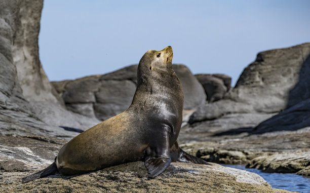 加利福尼亚海狮(Zalophus California)是一种原产于北美西部的沿海耳海豹。墨西哥科尔特斯海。
Coronado岛。雄性动物。图片下载