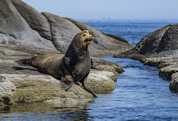 加州海狮（Zalophus californianus），原产于北美西海岸的有耳海豹。墨西哥科尔特斯海，科罗纳多岛，雄性动物。图片下载