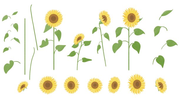一套插图材料，描绘了拆卸的向日葵。图片下载