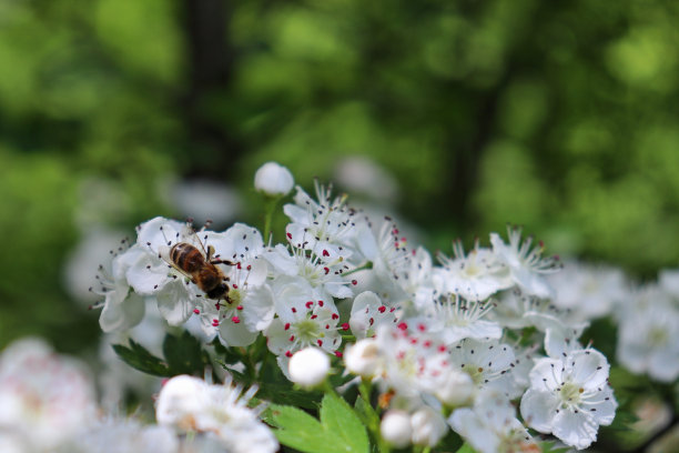山楂(山楂)白色的花朵和蜜蜂在春天图片下载