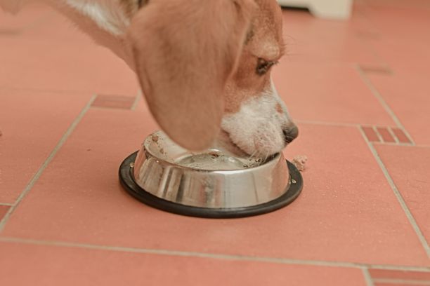 狗从碗里狼吞虎咽地吃东西。比格犬贪婪地从碗里吃东西。犬种护理的概念。优质狗粮。图片下载