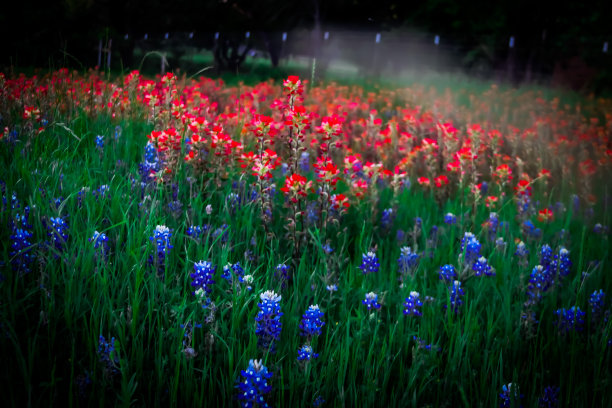 有叶子和绿叶的花图片下载