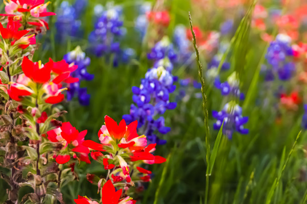 有叶子和绿叶的花图片下载