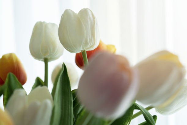 淡粉色和白色的郁金香花束在一个普通的背景与柔和的光拍摄图片下载