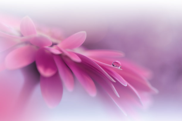 美丽宁静的自然背景。惊人的春花微距拍摄。艺术设计。特写摄影。概念抽象照片。幻想花卉艺术。创意艺术壁纸。紫罗兰的颜色。非洲菊Daisy.Colorful、颜色、植物。水drop.Romantic,爱。图片下载