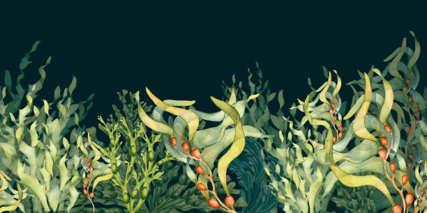 无缝横幅的彩色海洋植物水彩插图孤立的黑色。图片下载