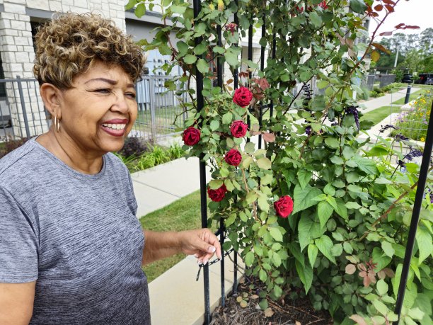 黑人女老人在社区花园检查花草图片下载