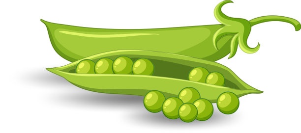 白色背景上的绿豌豆荚图片下载