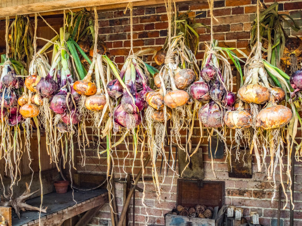 各种颜色的洋葱挂在棚子里图片下载