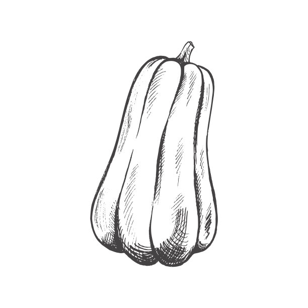 矢量手绘蔬菜插图。详细的复古风格手绘南瓜素描孤立的白色背景。复古素描元素的标签，包装和卡片设计。图片下载