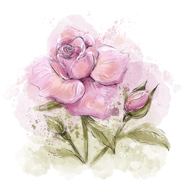 带有叶子的玫瑰花蕾，水彩飞溅和效果，手绘图片下载