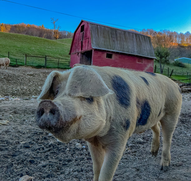 弗吉尼亚农场里的猪图片下载
