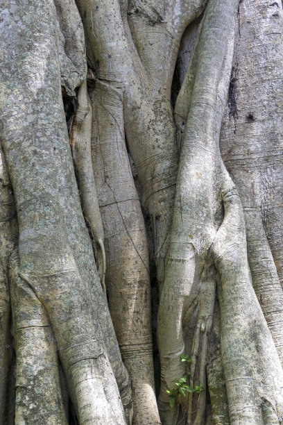 巴西马托格罗索州潘塔纳尔湿地，缠绕树根的热带雨林树干特写图片下载