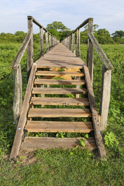 巴西马托格罗索州潘塔纳尔湿地，沼泽地区的木板路图片下载