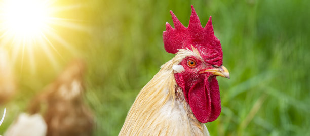 野鸡户外养殖图片下载