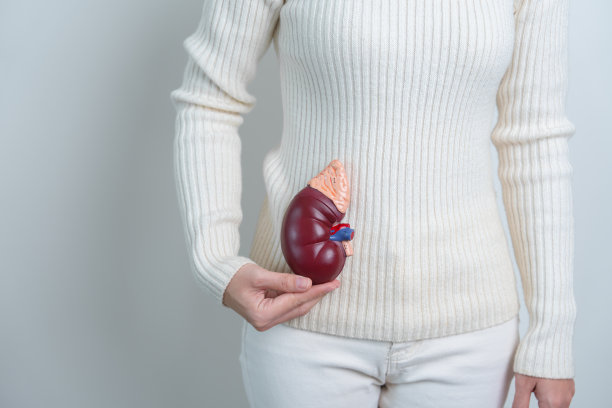 妇女手持人体肾脏肾上腺解剖模型。泌尿系统疾病和结石，癌症，世界肾脏日，慢性肾脏和器官捐赠日的概念图片下载