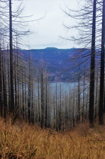 松树剪影间的大河景色图片下载